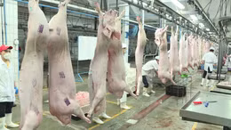 Thanh tra, kiểm tra đột xuất về thú y và an toàn thực phẩm dịp Tết