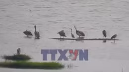 Đồng Tháp xuất hiện đàn chim bồ nông chân xám quý hiếm