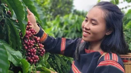 Cà phê đặc sản Việt xuất khẩu giá kỷ lục 1,2 triệu đồng/kg