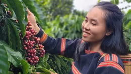 Cà phê đặc sản Việt xuất khẩu giá kỷ lục 1,2 triệu đồng/kg