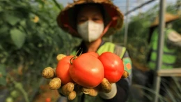 Thực phẩm hữu cơ giá cao vẫn hút khách