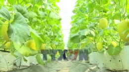 Nông dân, hợp tác xã linh hoạt sản xuất, giảm chi phí đầu vào