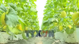 Nông dân, hợp tác xã linh hoạt sản xuất, giảm chi phí đầu vào