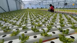 Trụ cột xanh cho tương lai các thành phố lớn