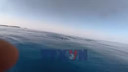 Đàn cá voi khoảng 100 con liên tục ngoi lên mặt nước ở đảo Phú Quý