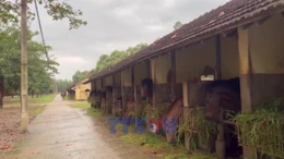 Xuân Bính Ngọ 2026: Chuyện những con ngựa cống hiến cho y học