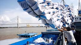 Doanh nghiệp xuất khẩu gạo Việt Nam ứng phó linh hoạt trước biến động từ thị trường Philippines