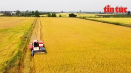 Nông dân hưởng lợi kép từ đề án 1 triệu ha lúa chuyên canh chất lượng cao