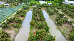 Miệt vườn Cần Thơ rộn ràng mùa thanh nhãn trĩu quả