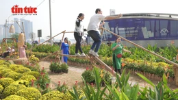 Vườn hoa Xuân ven ga Ba Son khoe sắc thu hút du khách