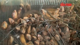 Nông dân Cần Thơ thu lợi từ mô hình nuôi lươn không bùn