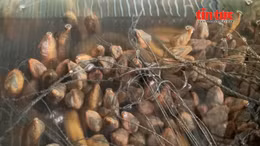 Nông dân Cần Thơ thu lợi từ mô hình nuôi lươn không bùn