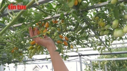 Khu vườn trên cao nuôi dưỡng bình yên giữa lòng thành phố