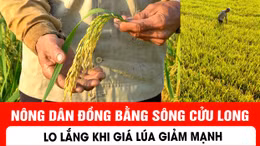 Nông dân Đồng bằng sông Cửu Long lo lắng khi giá lúa giảm mạnh