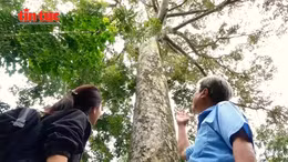 'Cụ' sầu riêng trăm tuổi trên cù lao Tân Lộc - Cần Thơ