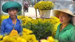 Cúc mâm xôi miền Tây nở sớm, người dân TP Hồ Chí Minh chung tay 'giải cứu'