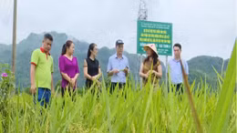 Nông nghiệp sinh thái mới chỉ dừng ở các mô hình