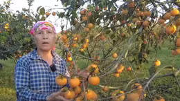 Mùa hồng chín ở cao nguyên Mộc Châu