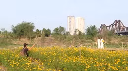 Cánh đồng hoa cúc vàng nở rộ dưới chân cầu Long Biên