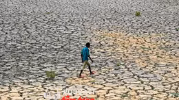 El Niño khiến thị trường gạo thêm nhiều căng thẳng 