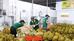 Xuất khẩu rau quả phá kỷ lục, sầu riêng tăng hơn 700%