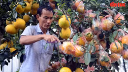 Bưởi Diễn trĩu quả vàng óng ồ ạt đổ bộ vào TP Hồ Chí Minh phục vụ người dân chơi Tết.