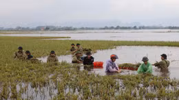 Cán bộ, chiến sỹ giúp dân gặt lúa