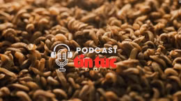 Góc lạ thế giới: Nuôi giòi để khai thác nguyên liệu quý tại Singapore