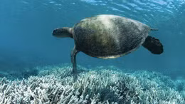 Báo động về tình trạng san hô tẩy trắng lan rộng toàn cầu do biến đổi khí hậu