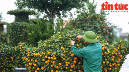 Vườn quýt bonsai Văn Giang chờ khách mua chơi Tết Giáp Thìn