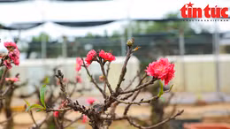 Người Nhật Tân kỳ công chăm sóc đào thất thốn