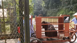 Xem quy trình cứu hộ gấu ngựa 