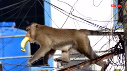 Đàn khỉ hoang ‘đại náo’ khu dân cư