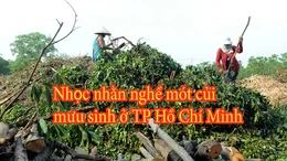Nhọc nhằn nghề mưu sinh mót củi ở TP Hồ Chí Minh