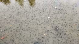 TP Hồ Chí Minh: Cá nổi dày đặc trên kênh Nhiêu Lộc - Thị Nghè 