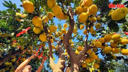 Bưởi Diễn 'vô' Nam phục vụ người dân chơi Tết sớm