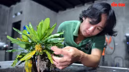 Độc đáo khu vườn cây giả như thật của anh phụ hồ