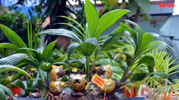 Độc đáo bonsai dừa hình hổ trưng Tết với đủ sắc thái biểu cảm