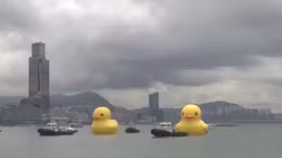 Cặp vịt cao su khổng lồ lan tỏa niềm vui ở Hong Kong