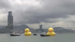 Cặp vịt cao su khổng lồ lan tỏa niềm vui ở Hong Kong