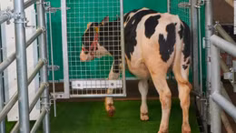 Video huấn luyện bò đi tiểu trong nhà vệ sinh đặc biệt để bảo vệ môi trường