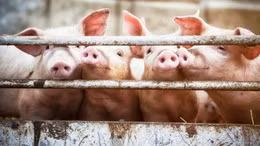 Trang trại lợn công nghệ cao ở Trung Quốc