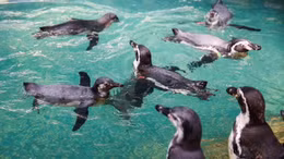 Chim cánh cụt 'giữ dáng' trong mùa dịch ở Thái Lan