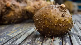 Củ nưa – Dược liệu quý ‘hái’ ra tiền cho nông dân Trung Quốc