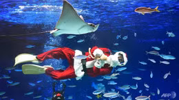 Giáng sinh dưới Thủy cung tại Nhật Bản