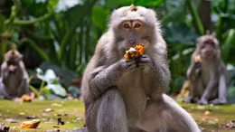 Không có du khách, bầy khỉ đói trên đảo Bali đột nhập vào nhà dân cướp thức ăn