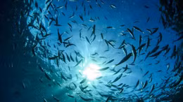 Hệ sinh thái đại dương bên bờ vực sụp đổ