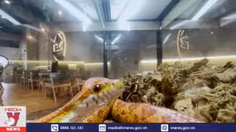 Quán cà phê 'bò sát' ở Malaysia