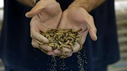 Biến sâu gạo trở thành 'siêu thực phẩm' cho con người