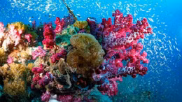 Phát hiện san hô khổng lồ ở Australia